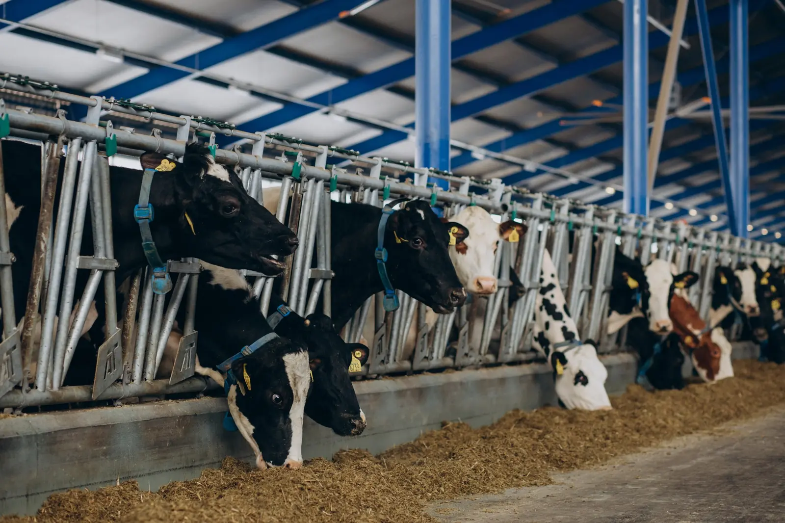 Dairy farm operations requiring reliable solar and battery backup power
